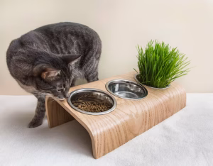 Pet Bowls & Feeders
